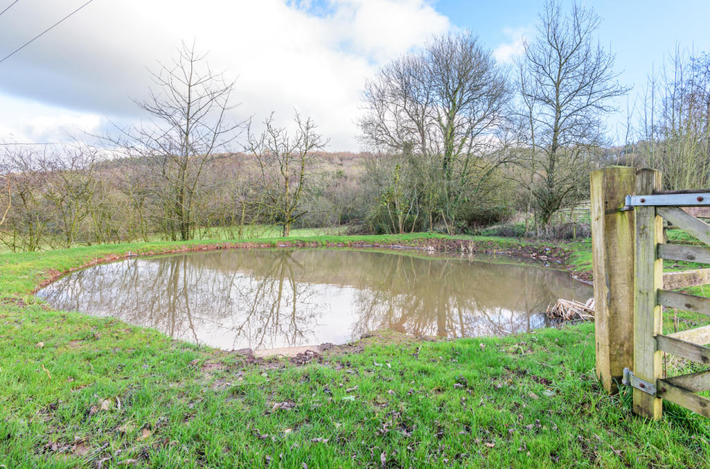 Wildlife Pond