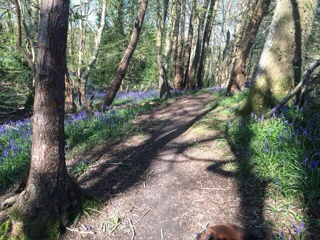 Woodland Walks