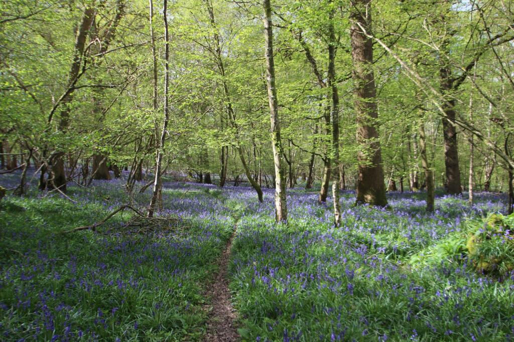 woodland and bluebells