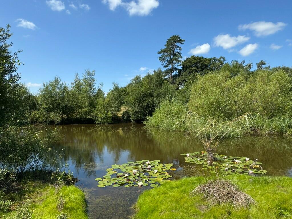 Rabbit Hill Pond