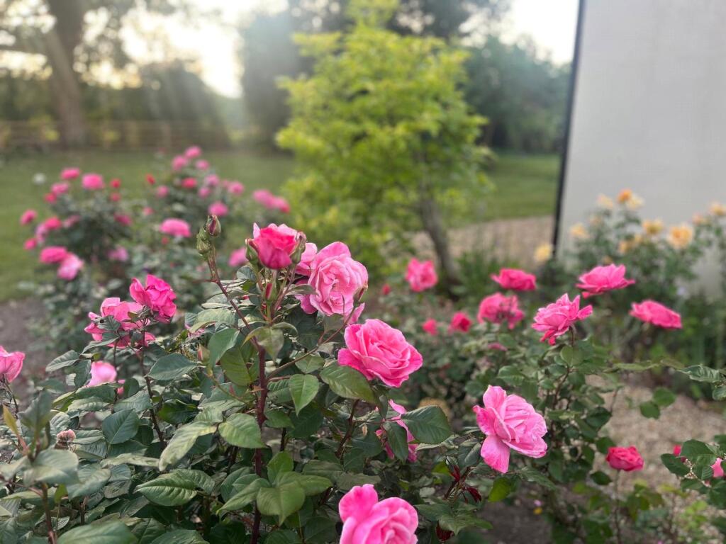 Rose Beds