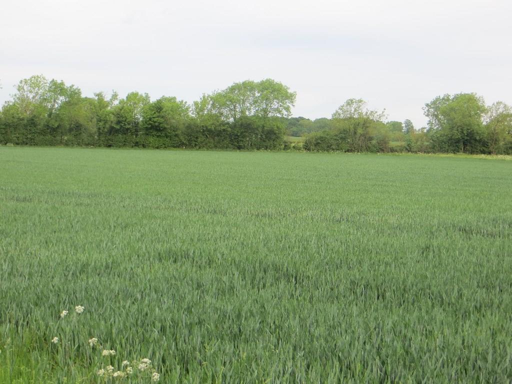 Land Billingborough