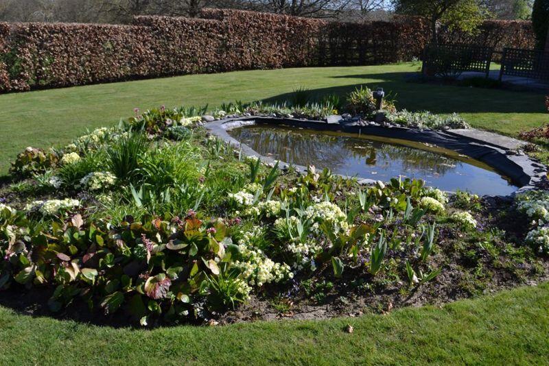 Garden pond 
