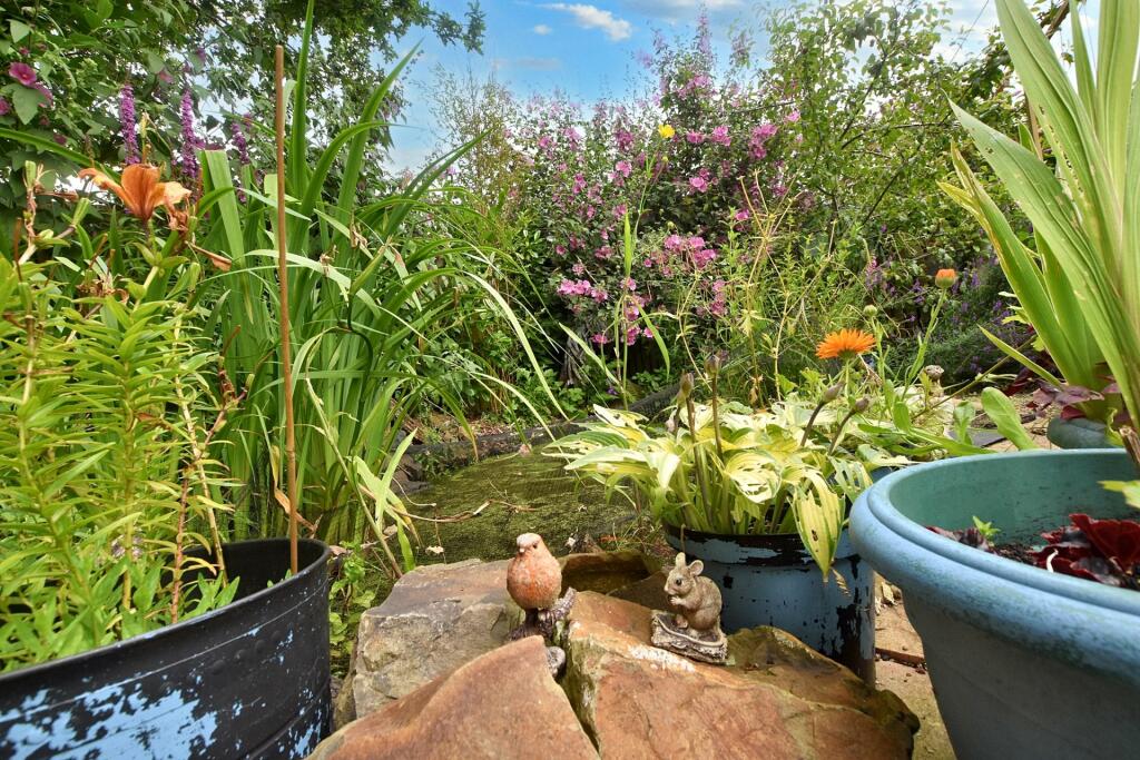Pond