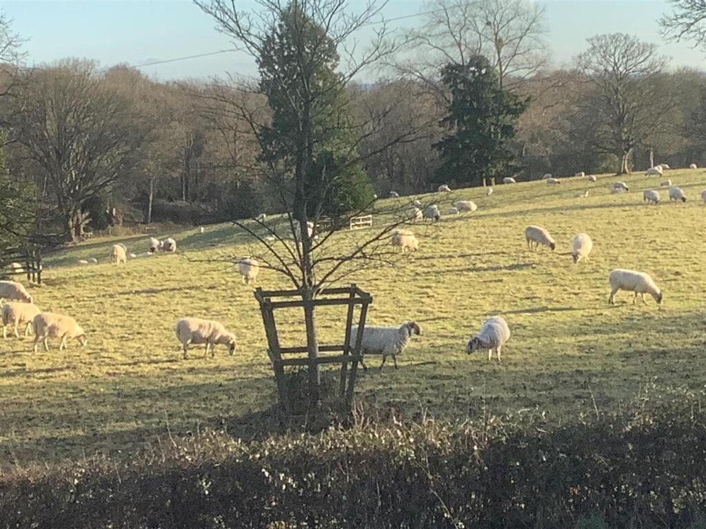 Sheep in field opposite.jpg