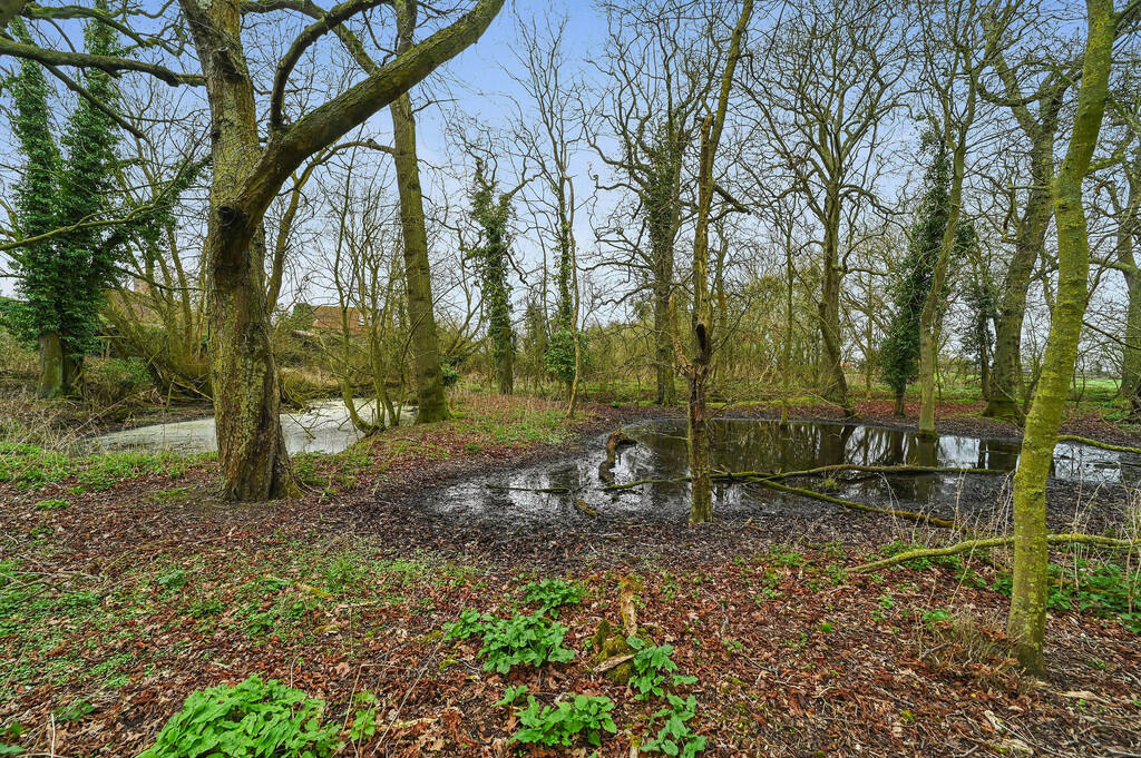 PT-DB(WP)-OakTree...