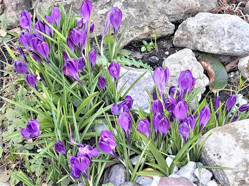 Purple Crocus