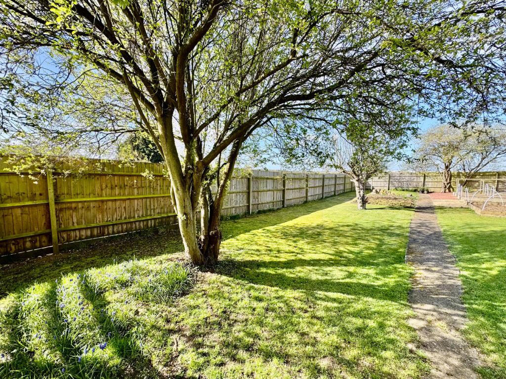 Dark Red Blossom Tree