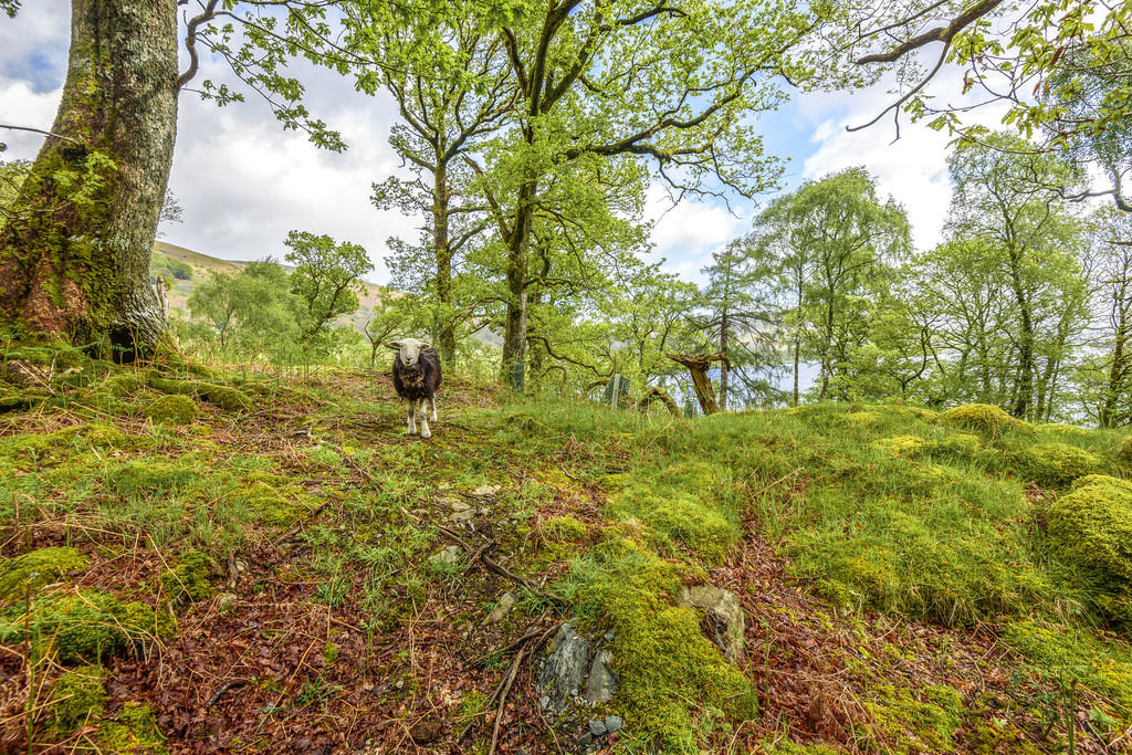 Woodland Garden