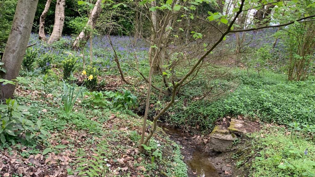 Garden Stream/Woodland