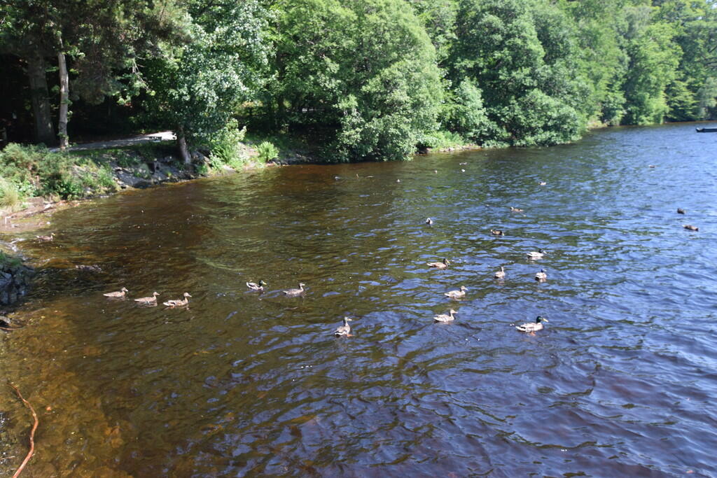 ducks