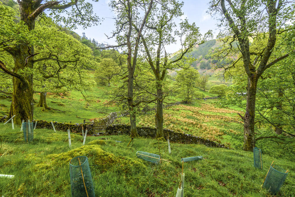 Woodland Garden