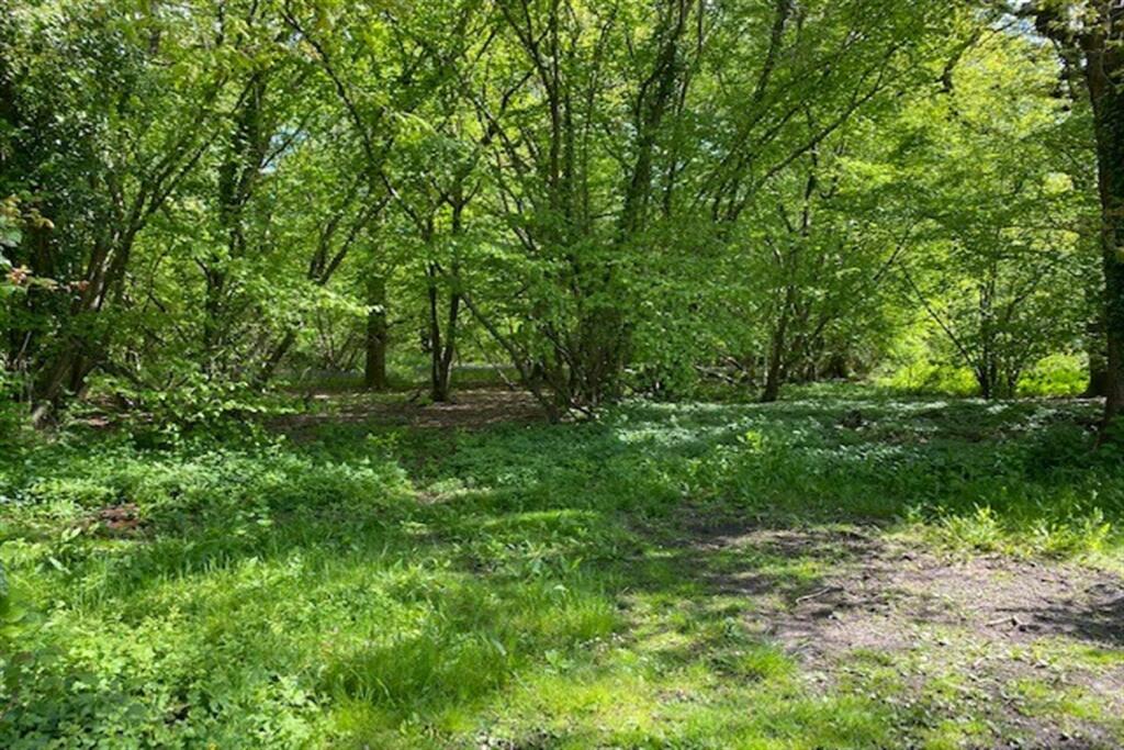 Woodland