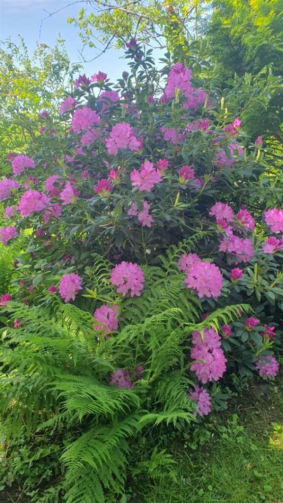 IMG_8879.jpeg