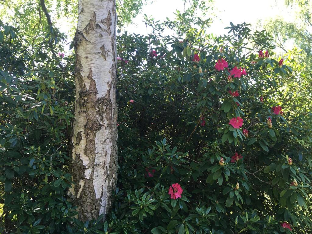garden 8.jpg