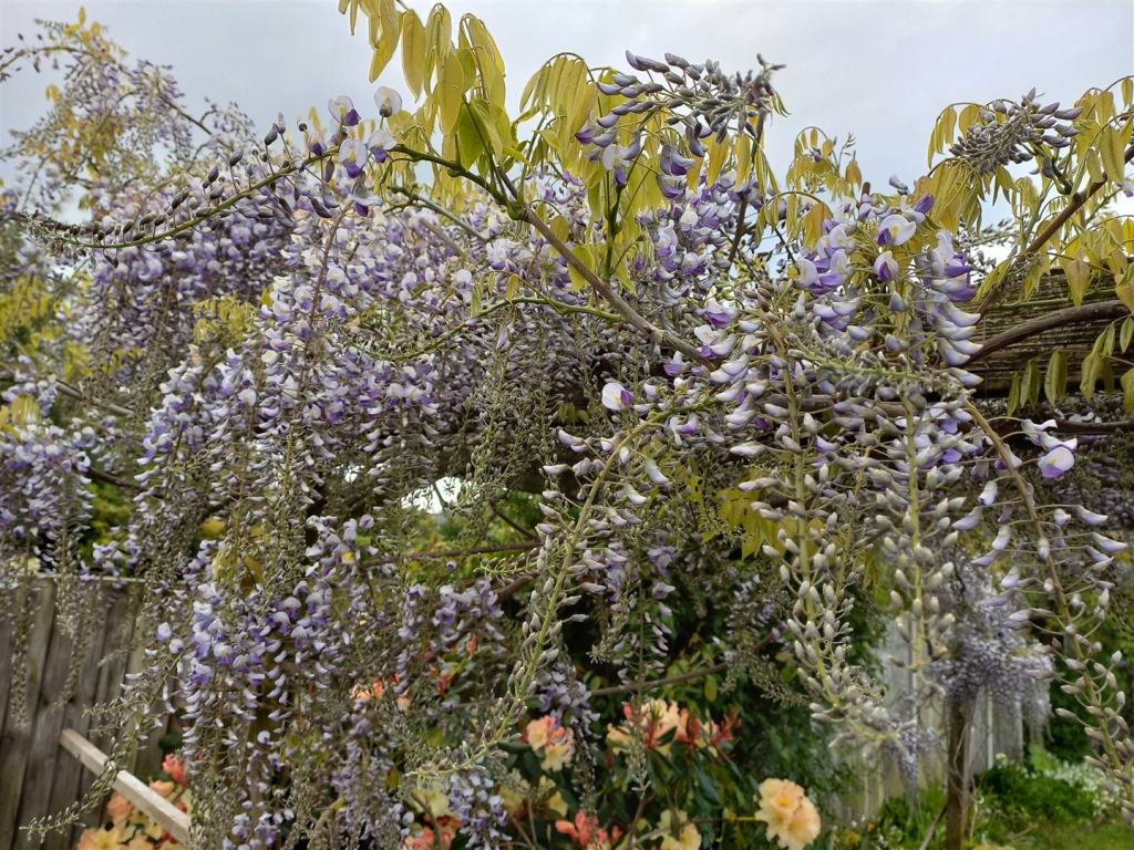 Vendor Garden Photo - Copy.png