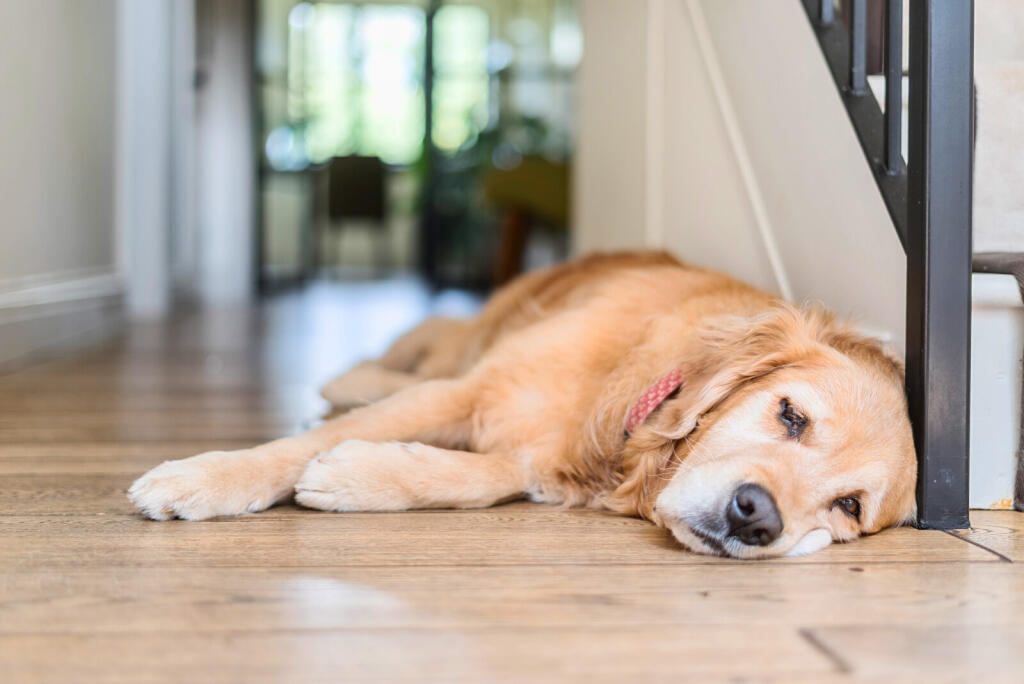 1310286-1-684c66d...