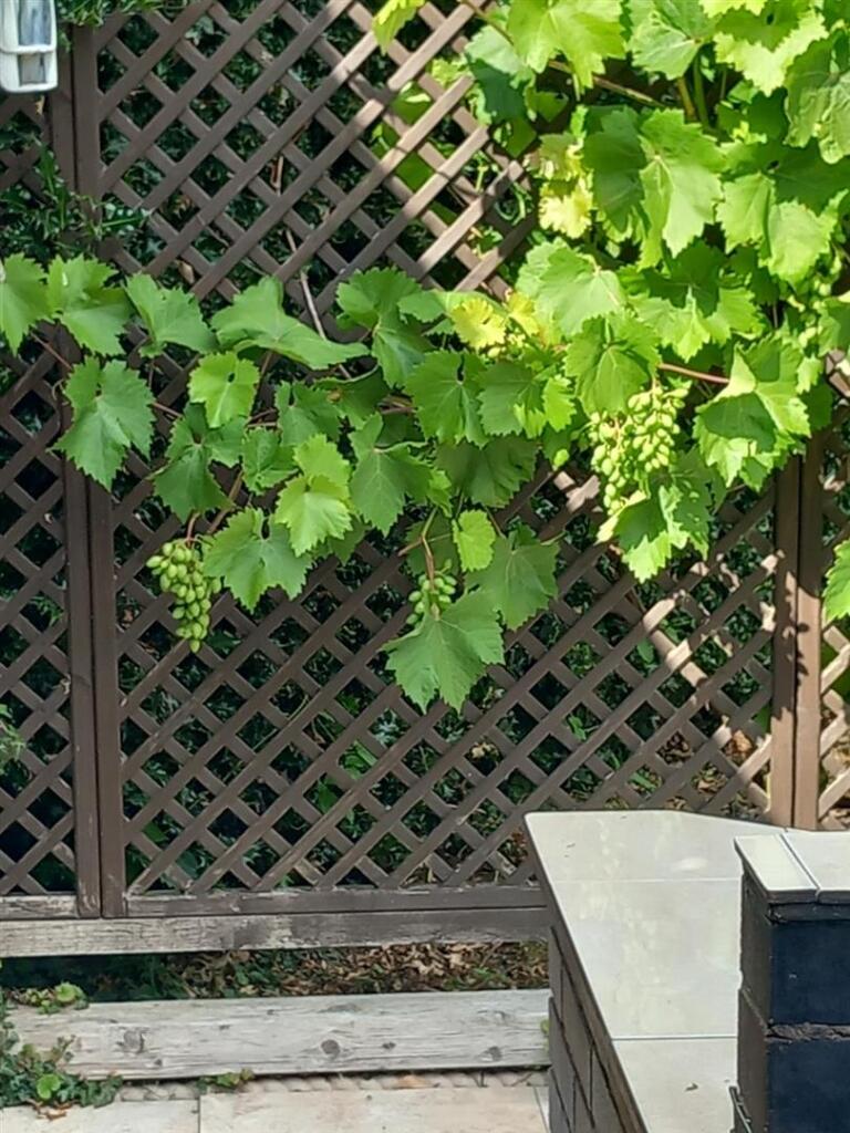 Grapevine.jpg