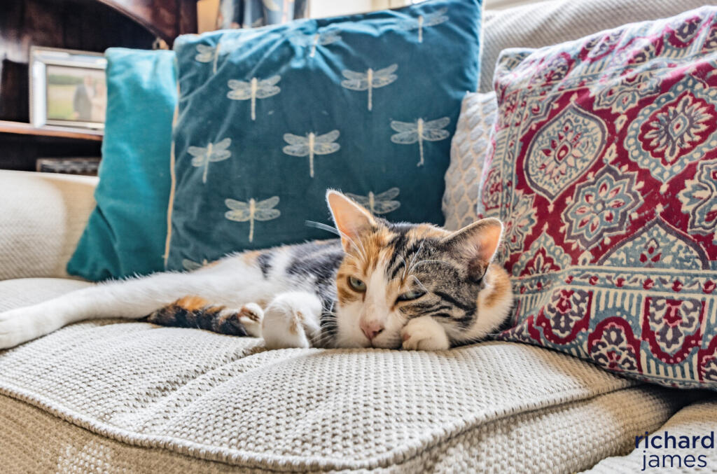 c586f203-d1b6-4e7...