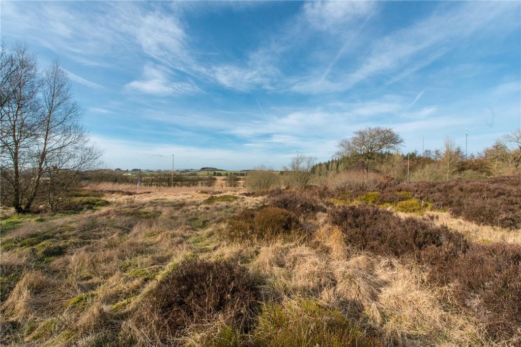 Scrubland 5
