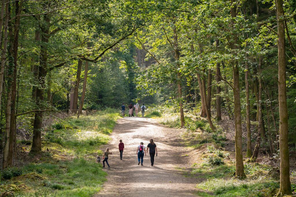 external shot of forest of bere