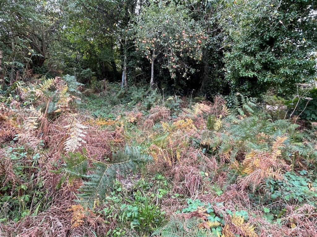 Rear Garden 2.jpg