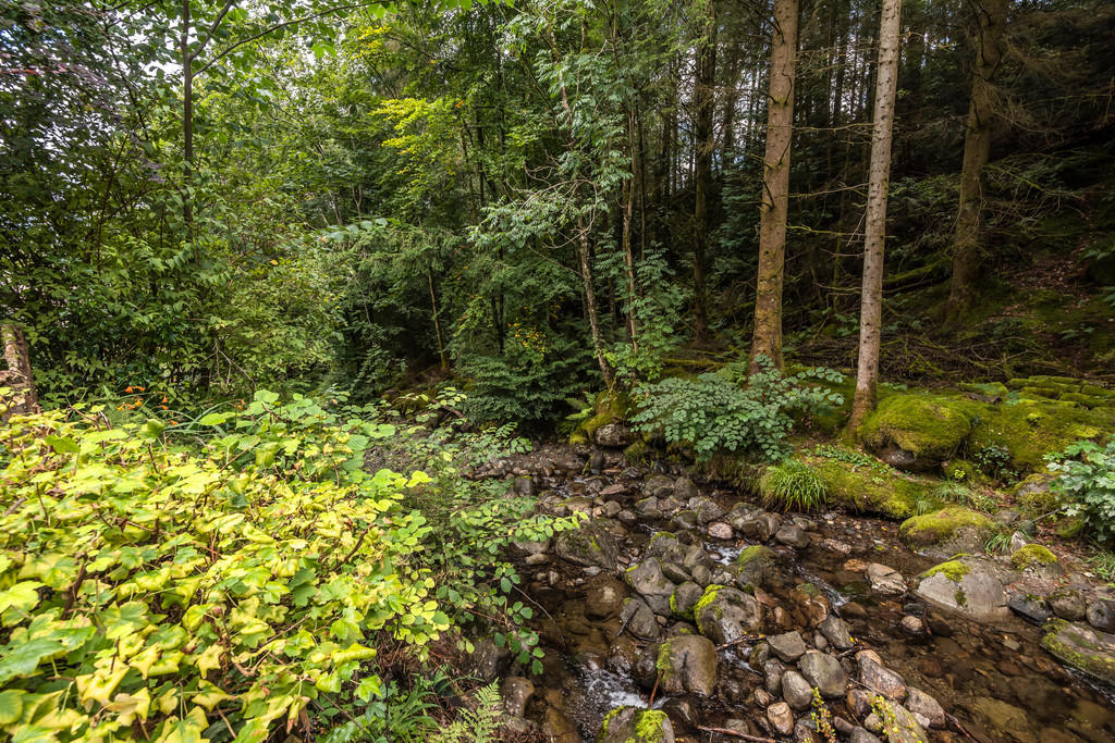 Comb Beck