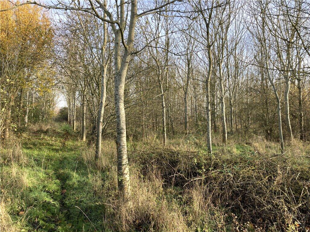 Woods