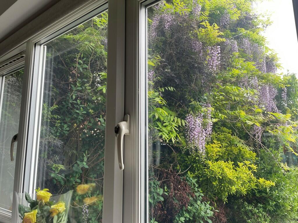 Wisteria Photo 6 ...