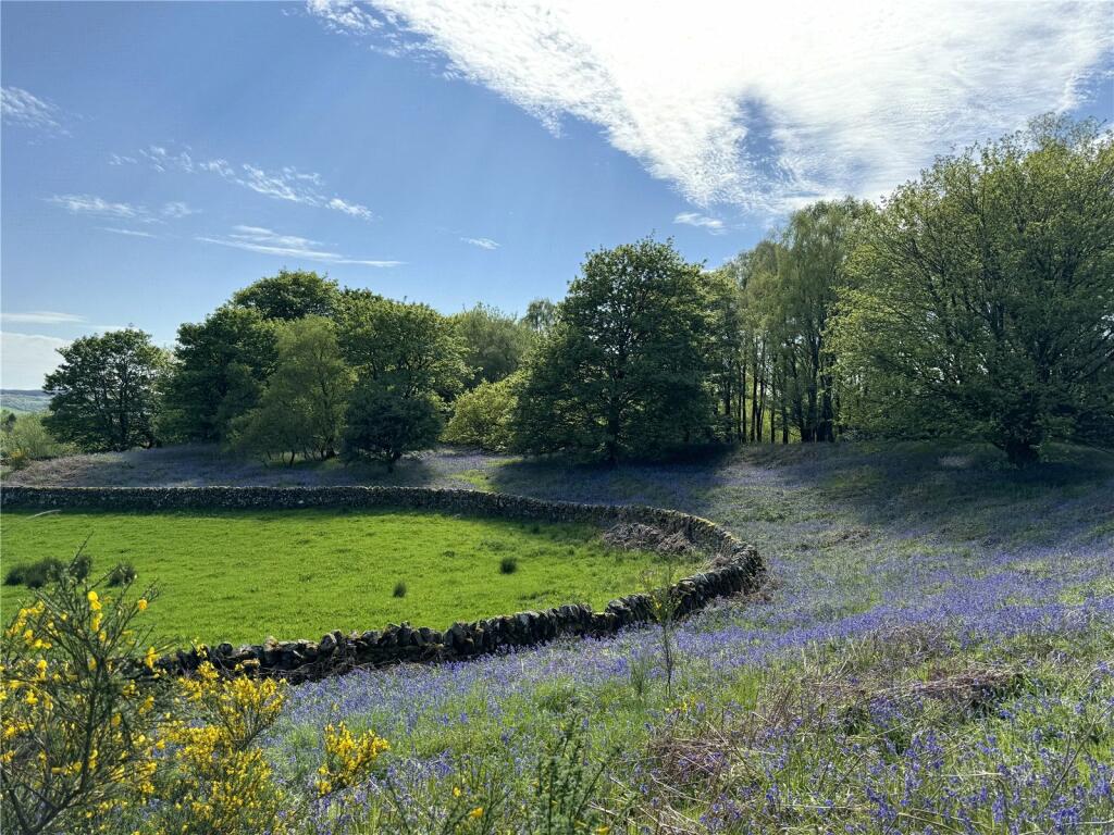 Bluebells