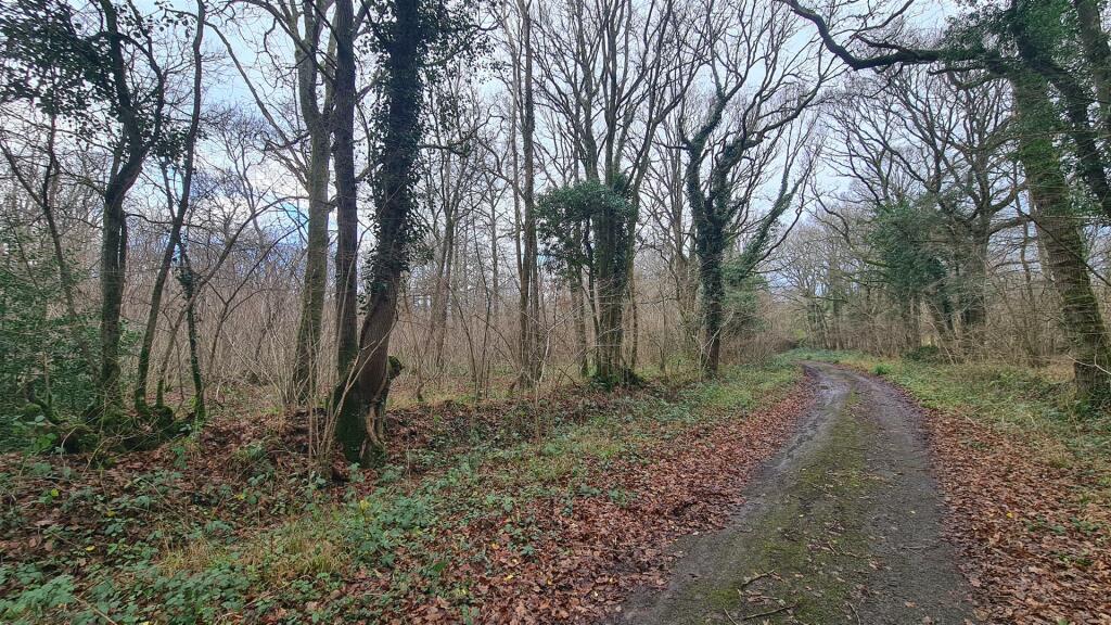 Woodland at High Loxley