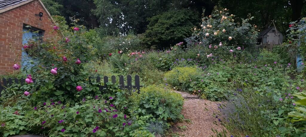 Rose garden