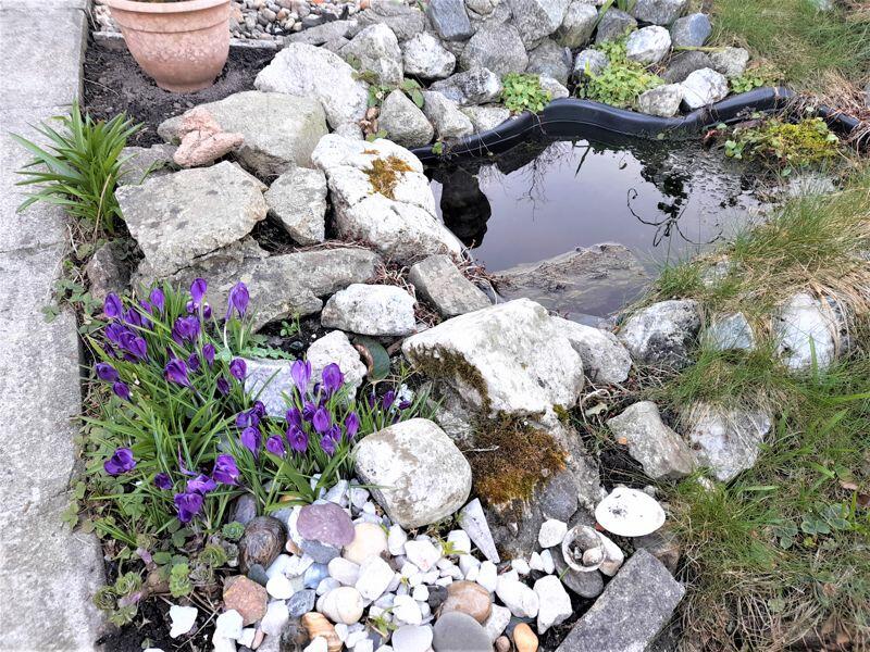 Pond