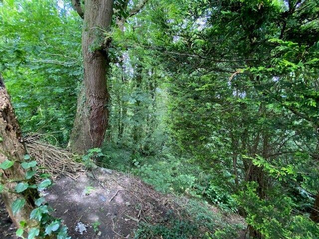 Woodland