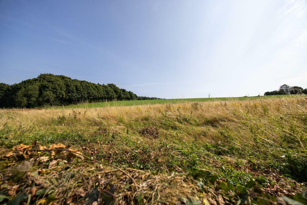 View from Rear Garden