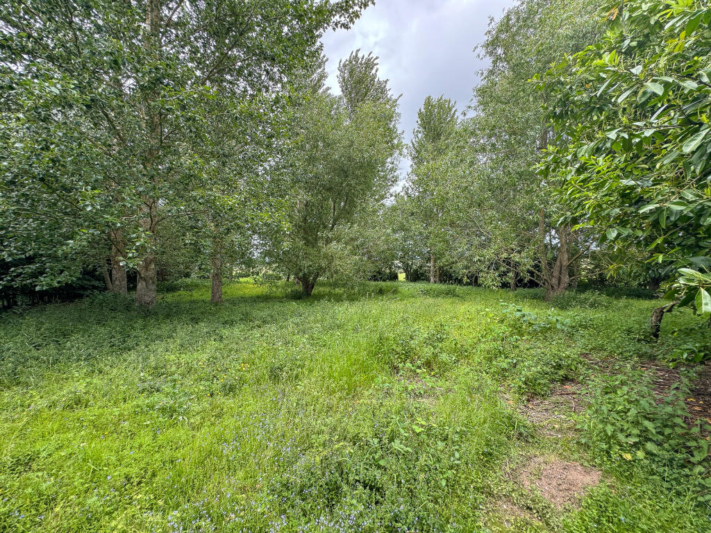 Garden (3)