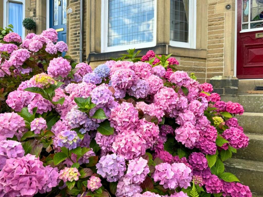 Front Garden