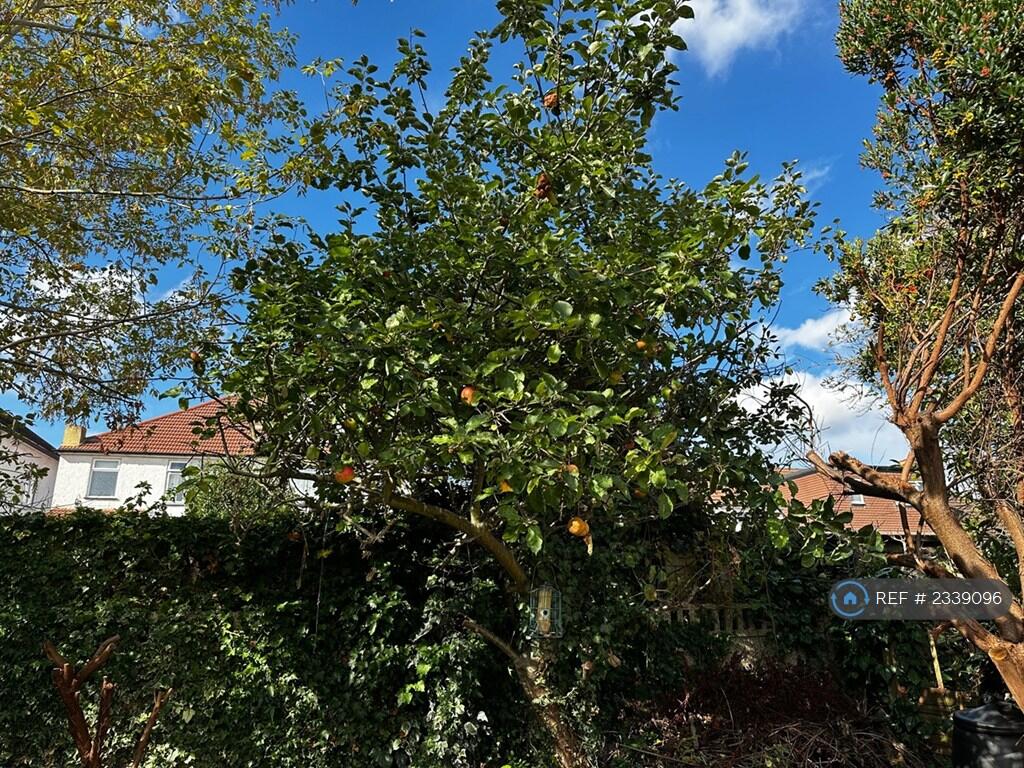 Garden Fruit Trees