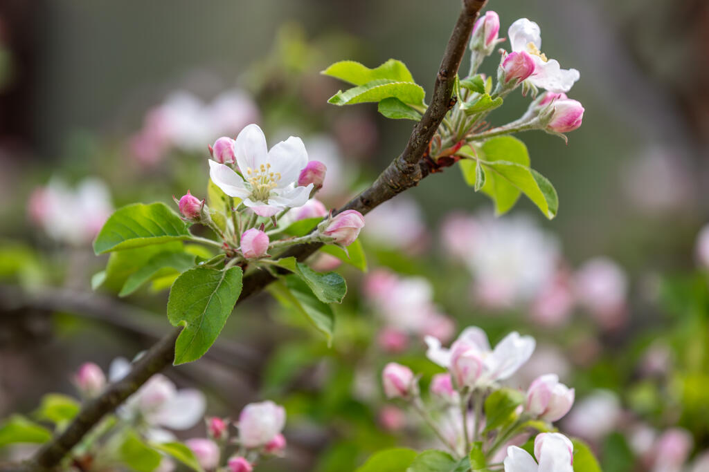 5F8A6962-Enhanced-NR