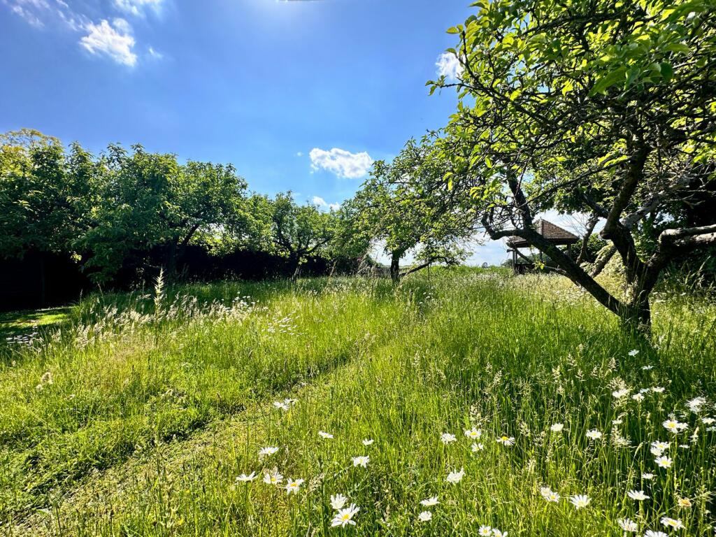 Wild Meadow