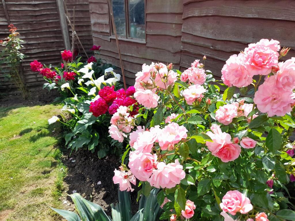 Rear garden 1.jpg