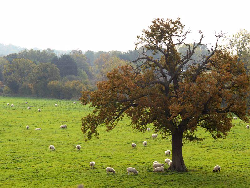 Countryside views