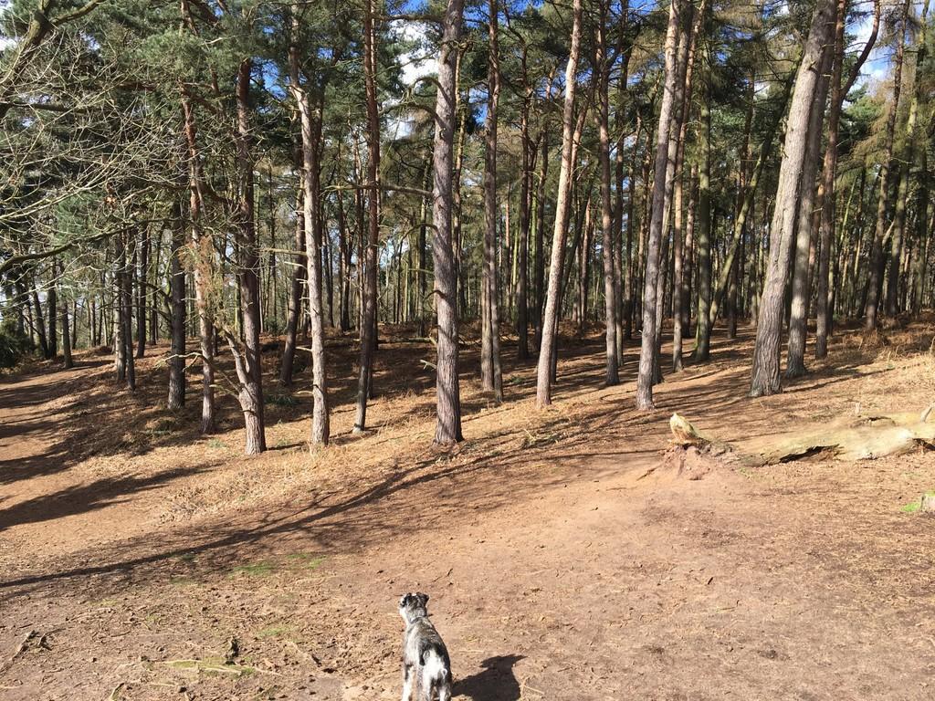 Chicksands Woods