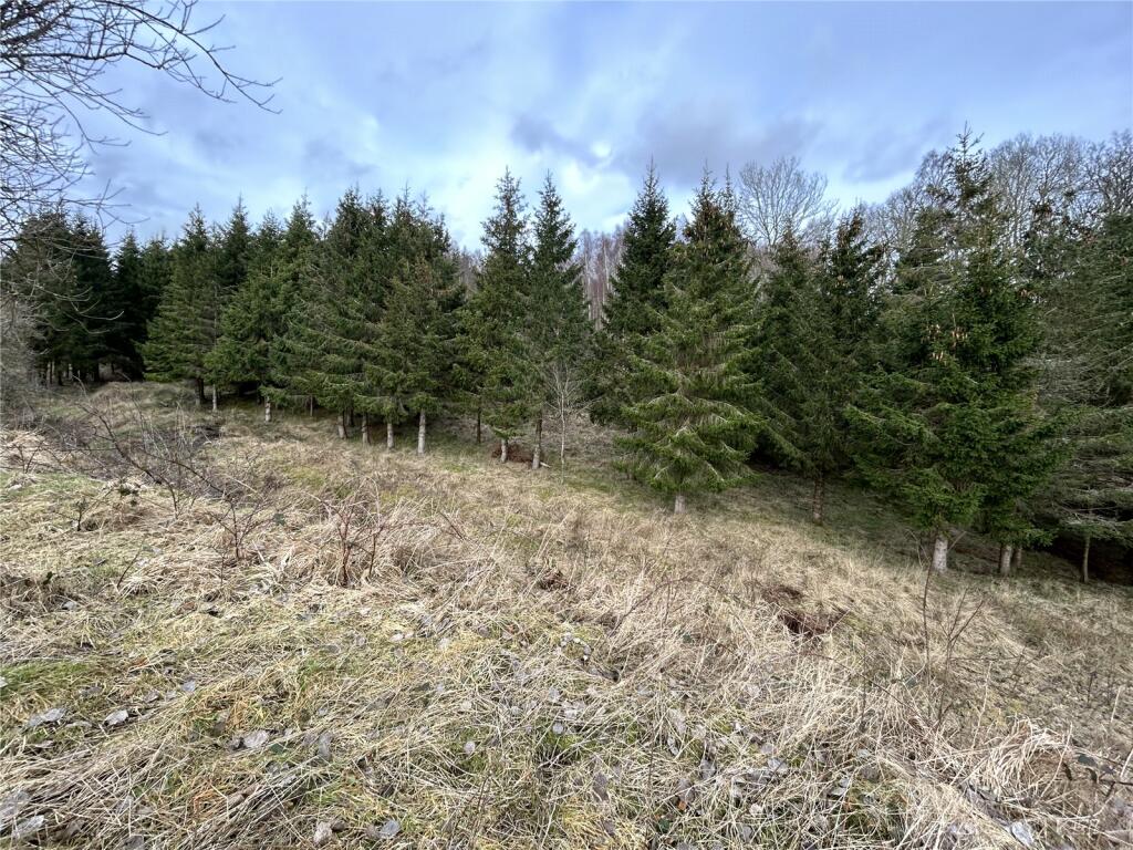 Woodland