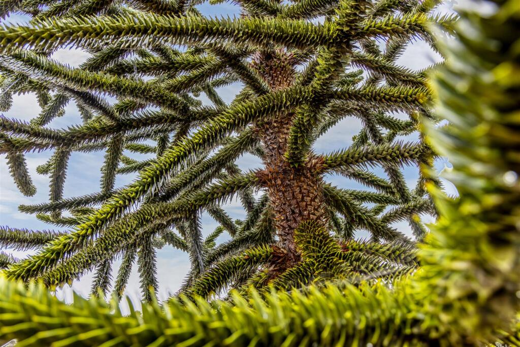 Fosney (Wrangle)-9.jpg