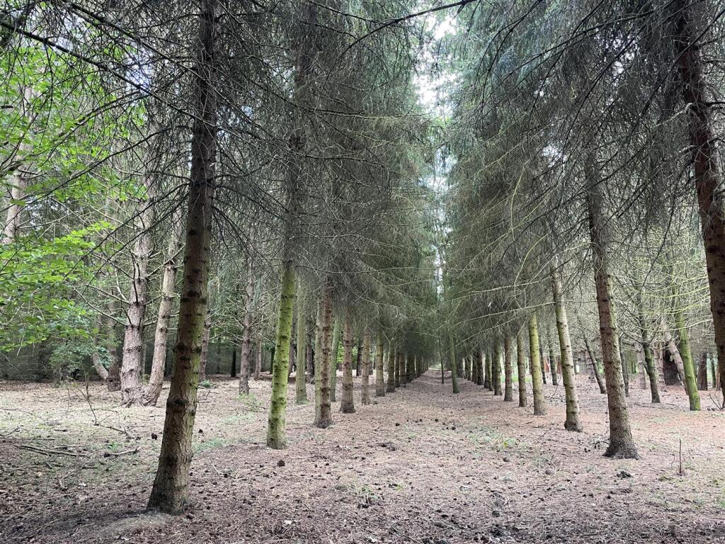Plantation