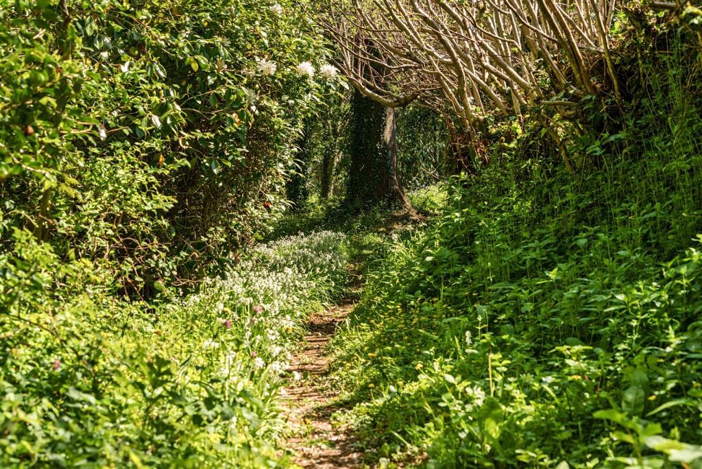 TRH Woodland Walk..jpg