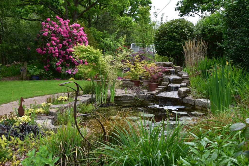 Lilly Pond