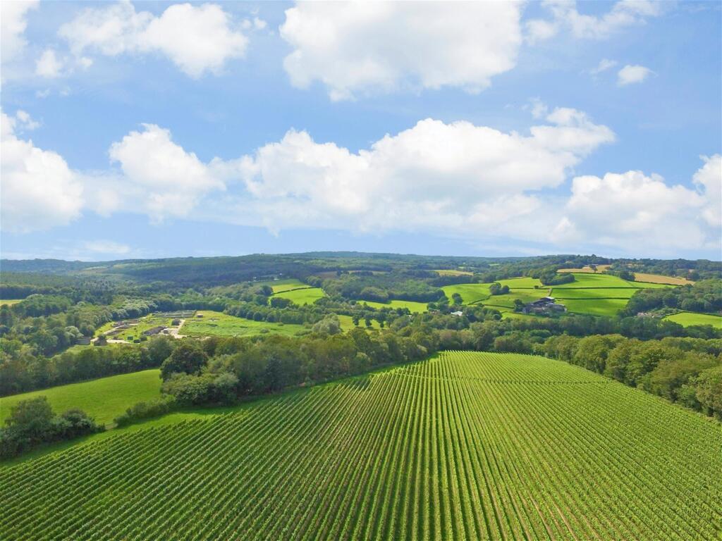 Vines