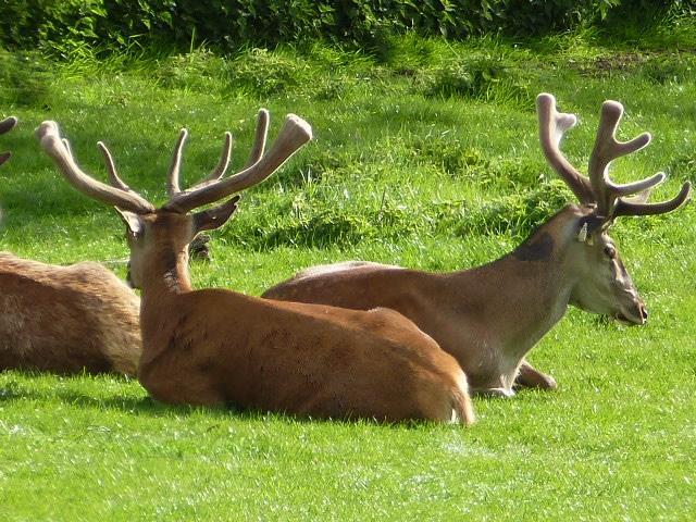 Nearby Deer Park